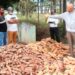 Agricultura niega haya autorizado importación masiva de zanahoria