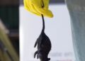 Chile registra 39 casos de hantavirus en lo que va de 2026 y un aumento de la letalidad