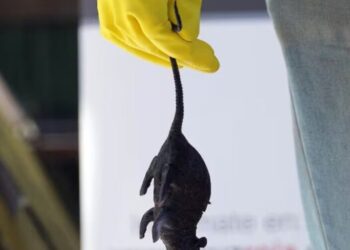 Chile registra 39 casos de hantavirus en lo que va de 2026 y un aumento de la letalidad