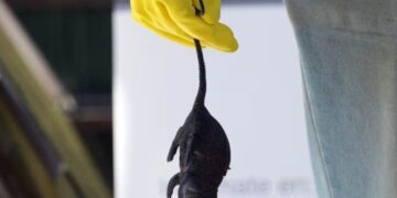 Chile registra 39 casos de hantavirus en lo que va de 2026 y un aumento de la letalidad