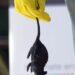 Chile registra 39 casos de hantavirus en lo que va de 2026 y un aumento de la letalidad